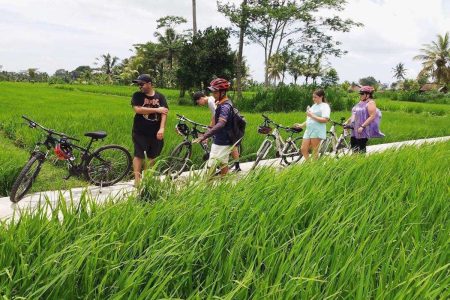 Explore Bali with Trusted Local Tour Experts
